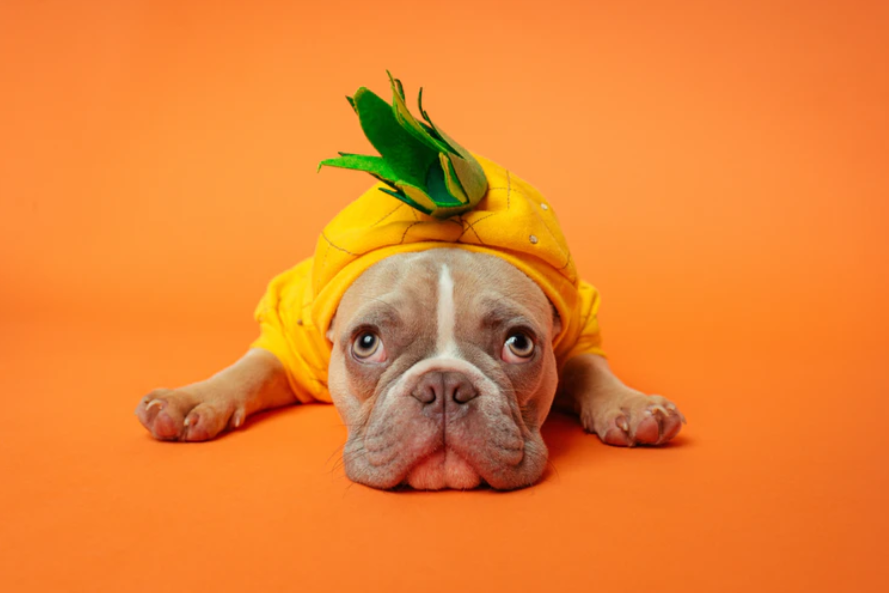 Ways to Make Your Dog Famous on Instagram