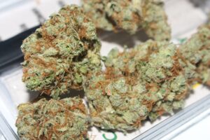 cannabis 