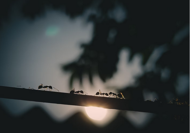 Preventing Ant Infestations in Locker Rooms and Running Facilities